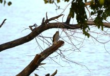 Sharp Shinned Hawk.JPG