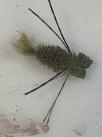 IMG_2378.jpeg