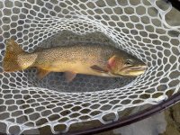 IMG_1580.jpeg