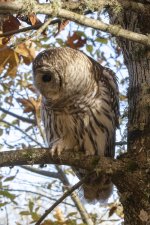 E01BarredOwl7148.jpg