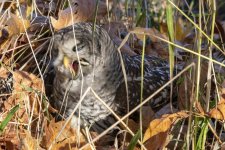 E06BarredOwlSwallowingGarterSnake7167.jpg