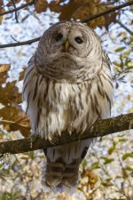 E07BarredOwl7176.jpg