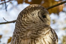 E08BarredOwlCloseup7216.jpg