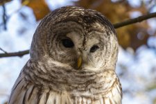 E09BarredOwlHeadShot7186.jpg