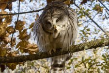 E10BarredOwlCleaningFoot7196.jpg