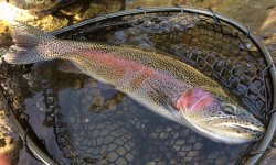 IMG_9720.jpg