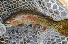 20231117_PURDYtrout.jpg