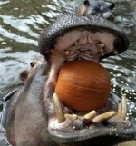 Hippo Strike.jpg