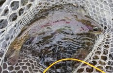 20231120_grhe_sz14_fish.jpg