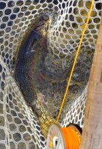20231120_KNUCKSTONE_fish.jpg