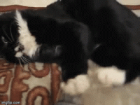 47dvt0.gif