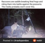 raccoons-are-saddle-breaking-feral-hogs-and-riding-them-v0-bfat88e6x9ia1.jpg