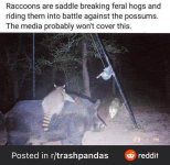 raccoons-are-saddle-breaking-feral-hogs-and-riding-them-v0-bfat88e6x9ia1.jpg raccoons-are-saddle-breaking-feral-hogs-and-riding-them-v0-bfat88e6x9ia1.jpg