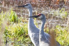 A02SandhillCraneAdult&JuvenileA7334.jpg