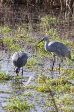 A01SandhillCraneAdult&Juvenile7310.jpg