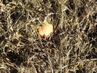 IMG_5682.jpeg