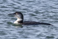 B01CommonLoon7Suspect1836.jpg