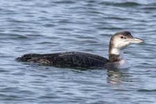 B05CommonLoon7861.jpg