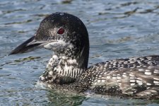B07CommonLoon7888.jpg
