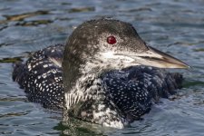 B08CommonLoon7890.jpg