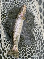 IMG_1524.jpeg