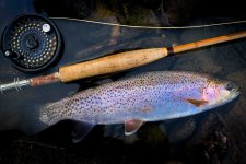 Carlin SH8363h & Yakima River Rainbow.jpg