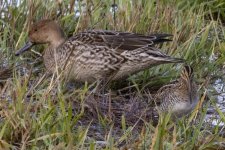 A01WilsonsSnipe&NorthernPintailHen6913.jpg