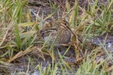 A04WilsonsSnipe6985.jpg