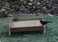 IMG_6681.jpeg