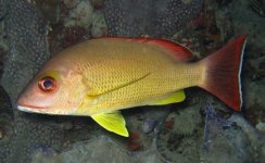 Blacktail_Snapper_Lutjanus_fulvus.width-1200.d125eaf.jpg Blacktail_Snapper_Lutjanus_fulvus.width-1200.d125eaf.jpg