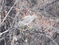 Bittern.JPG