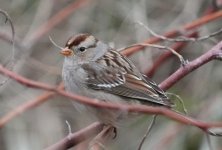 Sparrow.JPG