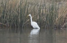 Egret.JPG