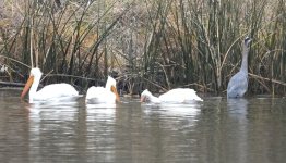 Pelican Heron.JPG