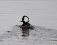 Hooded Merganser.JPG