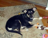 maddy with toys 2 web.jpg