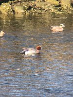 IMG_0775.jpg