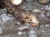Sea lion carcass 2.jpeg
