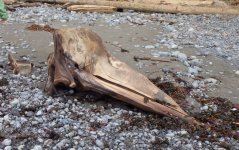 whale skull 1.jpeg