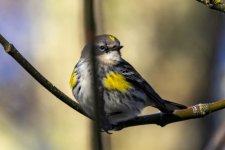 S01YellowRumpedWarbler9110.jpg S01YellowRumpedWarbler9110.jpg