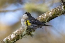 S02YellowRumpedWarbler9114.jpg S02YellowRumpedWarbler9114.jpg