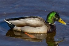 S03MallardDrake9402.jpg S03MallardDrake9402.jpg