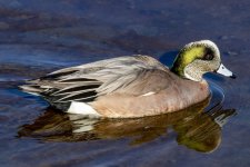 S06AmericanWigeonDrake9383.jpg S06AmericanWigeonDrake9383.jpg