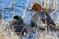 S07EurasianAmericanWigeonDrakes9240.jpg S07EurasianAmericanWigeonDrakes9240.jpg