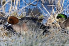 S08EurasianAmericanWigeonDrakes9236.jpg S08EurasianAmericanWigeonDrakes9236.jpg