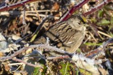 S08GoldenCrownedSparrow9201.jpg S08GoldenCrownedSparrow9201.jpg