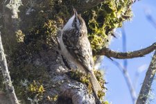 S10BrownCreeper9504.jpg S10BrownCreeper9504.jpg