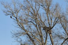 T01Eagle&Nest9255.jpg T01Eagle&Nest9255.jpg