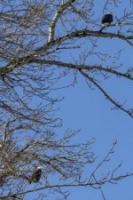 T02EaglePair9281.jpg T02EaglePair9281.jpg