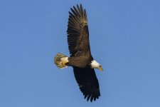 T04EagleInFlight9290.jpg T04EagleInFlight9290.jpg